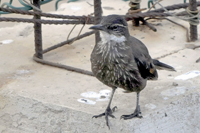 Cinclodes nigrofumosus